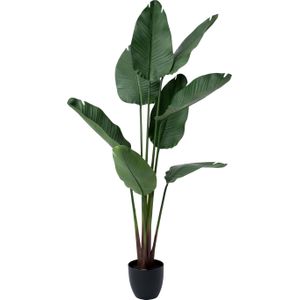 Strelitzia kunstplant 75 x 75 x 159 cm | in pot | voor binnen | Intratuin