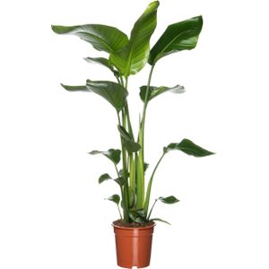 Paradijsvogelplant (Strelitzia nicolai) D 19 H 90 cm