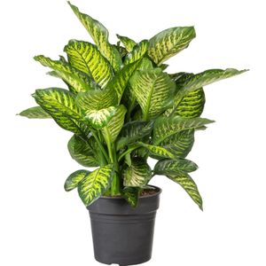 Dieffenbachia (Dieffenbachia 'Maroba' ) D 30 H 80 cm