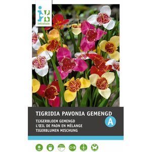 Intratuin bloembollen Tijgerbloem (Tigridia) gemengd 10 stuks