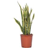 Vrouwentong (Sansevieria trifasciata 'Laurentii') D 14 H 50 cm