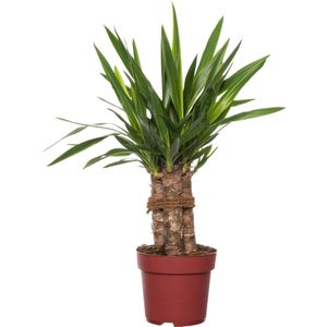 Yucca (Yucca 'Maya Tree') D 19 H 60 cm