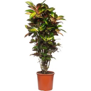 Croton (Codiaeum variegatum 'Mrs Iceton') D 31 H 140 cm