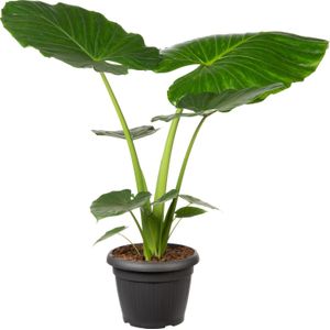 Olifantsoor (Alocasia macrorrhiza) D 35 H 125 cm