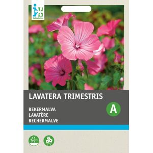 Intratuin bloemenzaad Bekermalva grootbloemig roze (Lavatera trimestris)