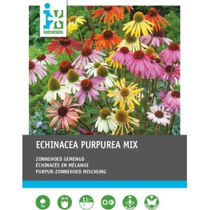 Intratuin vaste plant Zonnehoed (Echinacaea purpurea) 5 stuks