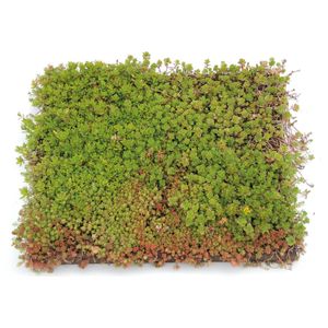 Sempergreen kant-en-klaar sedumtray 50 x 50 cm