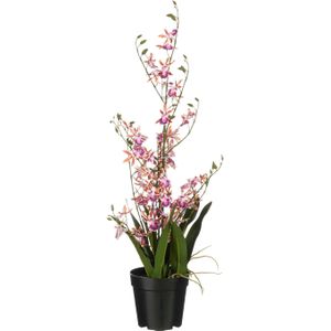 Mica Decorations kunstplant Tijgerorchidee paars | Ø 36 H 76 cm | in pot | voor binnen