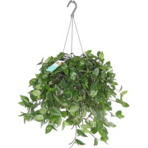 Vaderplant in hangpot (Tradescantia 'Green Hill') D 17 H 35 cm