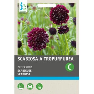 Intratuin bloemenzaad Duifkruid paars (Scabiosa atropurpurea)