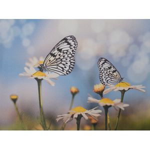 Intratuin tuinschilderij Canva witte vlinder 70 x 50 cm