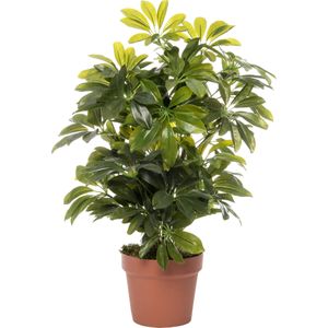 Kunstplant Schefflera H 65 cm | in pot | voor binnen | Intratuin