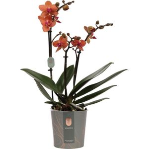 Vlinderorchidee 3 tak (Phalaenopsis multiflora) oranje D 12 H 50 cm