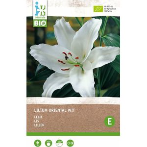 Intratuin biologische bloembollen Lelie (Lilium oriental) wit