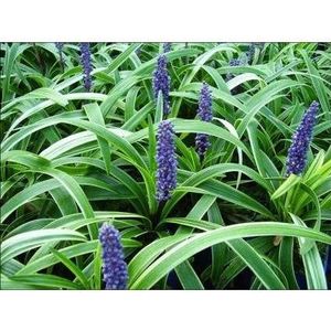 Leliegras (Liriope 'Gold Banded') D 9 H 15 cm