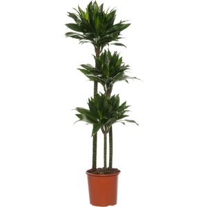 Drakenbloedboom (Dracaena fragrans (C) 'Green Jewel') D 24 H 140 cm