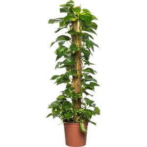 Drakenklimop (Epipremnum pinnatum 'Aureum') D 24 H 120 cm