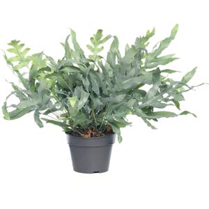 Blauwvaren (Phlebodium aureum 'Blue Star') D 19 H 55 cm