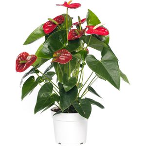 Flamingoplant (Anthurium andreanum 'Red Champion') D 17 H 55 cm