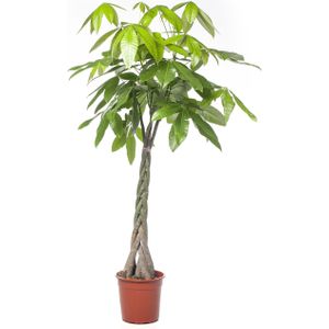 Geldboom (Pachira aquatica) D 27 H 150 cm