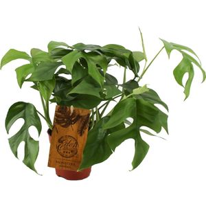 Philodendron (Philodendron minima) D 15 H 40 cm