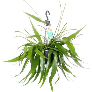 Bladcactus in hangpot (Epiphyllum pumilum) D 17 H 35 cm