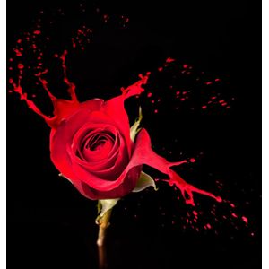PB-Collection tuinschilderij roos zwart / rood 50 x 2 x 70 cm