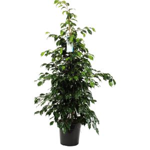 Treurvijg (Ficus benjamina 'Danielle') D 27 H 135 cm