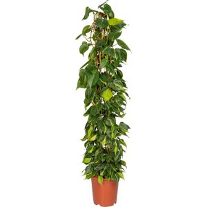 Philodendron (Philodendron scandens 'Brasil') D 27 H 150 cm