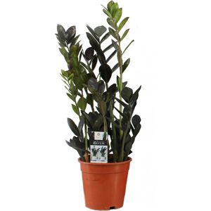 Zwarte Zamioculcas (Zamioculcas 'Raven') D 17 H 65 cm