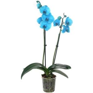 Vlinderorchidee 2 tak (Phalaenopsis 'Royal Blue') D 12 H 55 cm