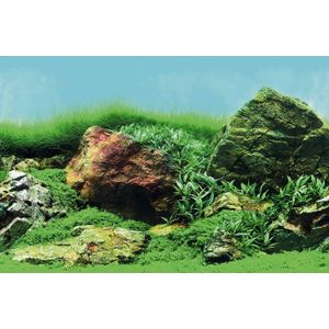 SuperFish aquarium decoratie Poster C2 multi 60 x 49 cm