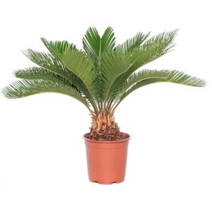 Varenpalm (Cycas revoluta) D 17 H 65 cm