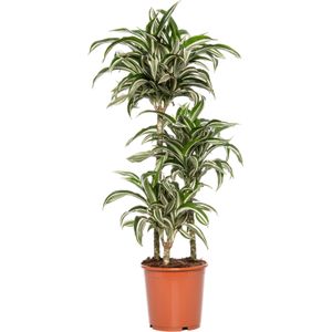 Drakenbloedboom (Dracaena fragrans (D) 'Jade Jewel') D 21 H 95 cm