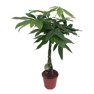 Geldboom (Pachira aquatica) D 19 H 90 cm