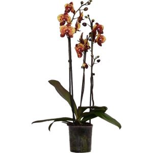 Vlinderorchidee (Phalaenopsis 'DesignZ') geel D 12 H 55 cm