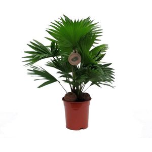 Waaierpalm (Livistona rotundifolia) D 14 H 45 cm
