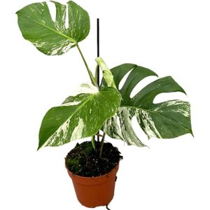Bonte Gatenplant (Monstera deliciosa 'Variegata') D 17 H 60 cm