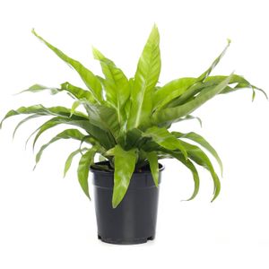 Nestvaren (Asplenium antiquum) D 17 H 50 cm