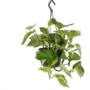 Drakenklimop in hangpot (Epipremnum pinnatum 'Marble Queen') D 15 H 30 cm