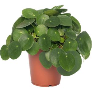 Pannenkoekenplant (Pilea peperomioides) D 15 H 30 cm