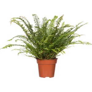 Krulvaren (Nephrolepis exaltata 'Green Lady') D 17 H 55 cm
