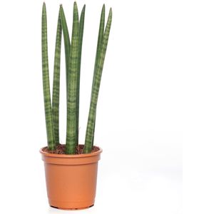 Vrouwentong (Sansevieria cylindrica 'Straight') D 14 H 45 cm