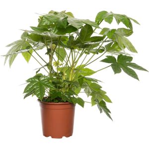 Vingerplant (Fatsia japonica) D 19 H 70 cm