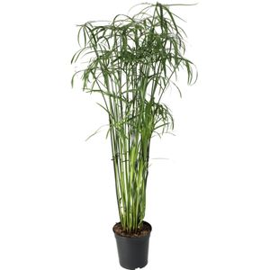 Parapluplant (Cyperus glaber) D 23 H 140 cm