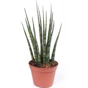 Vrouwentong (Sansevieria 'Fernwood Mikado') D 14 H 55 cm