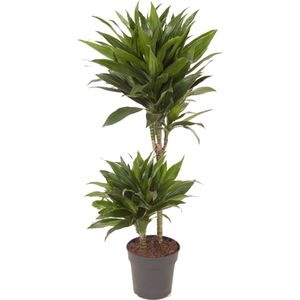 Drakenbloedboom (Dracaena fragrans 'Green Jewel') D 19 H 85 cm