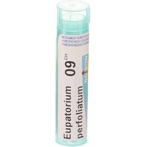 Boiron Eupatorium Perfolatium 9CH Granulen 1 stuks