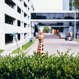 Opblaas giraffe dieren 90 cm realistische print