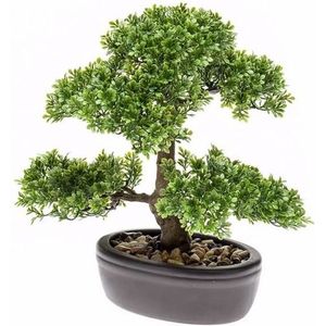 Ficus Mini Bonsai kamerplanten 32 cm